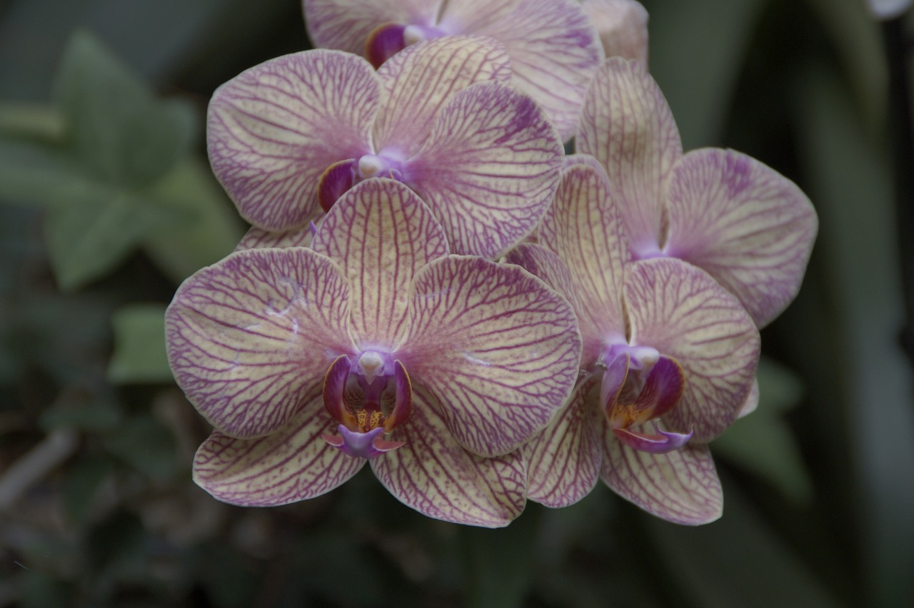 orchid orchids exhibition orchid breeding free photo