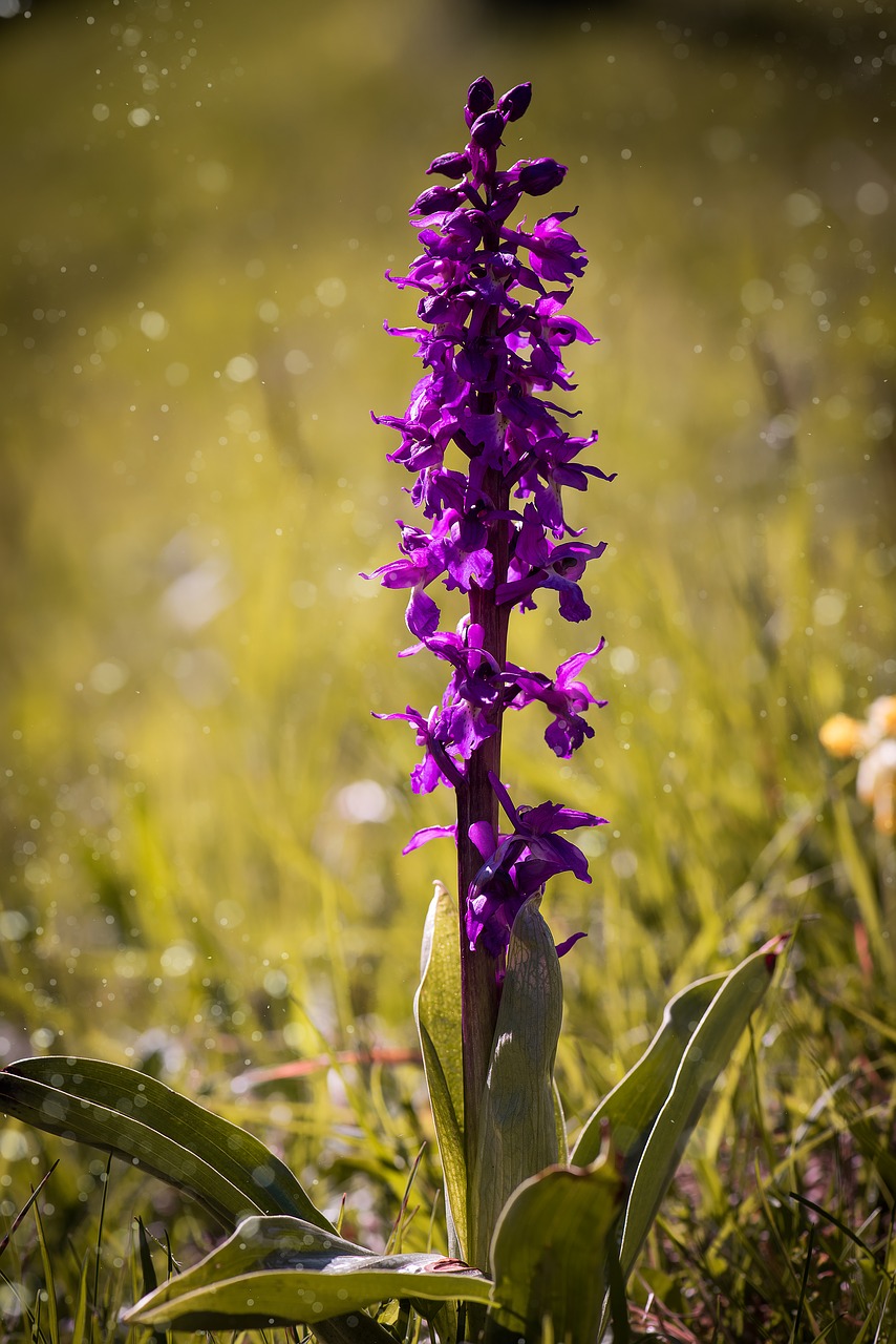 orchid wild plant purple free photo