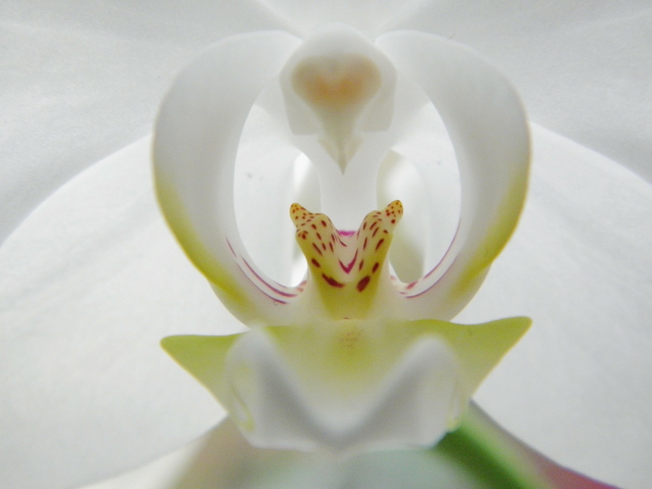 orchid blossom bloom free photo