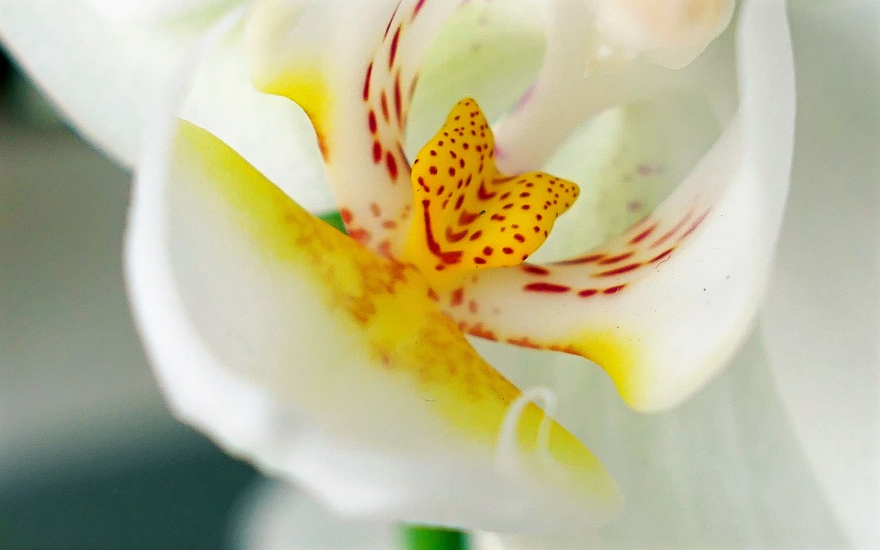 orchid bloom flowers free photo