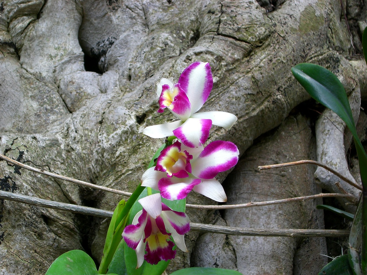 orchid flower botanical garden free photo