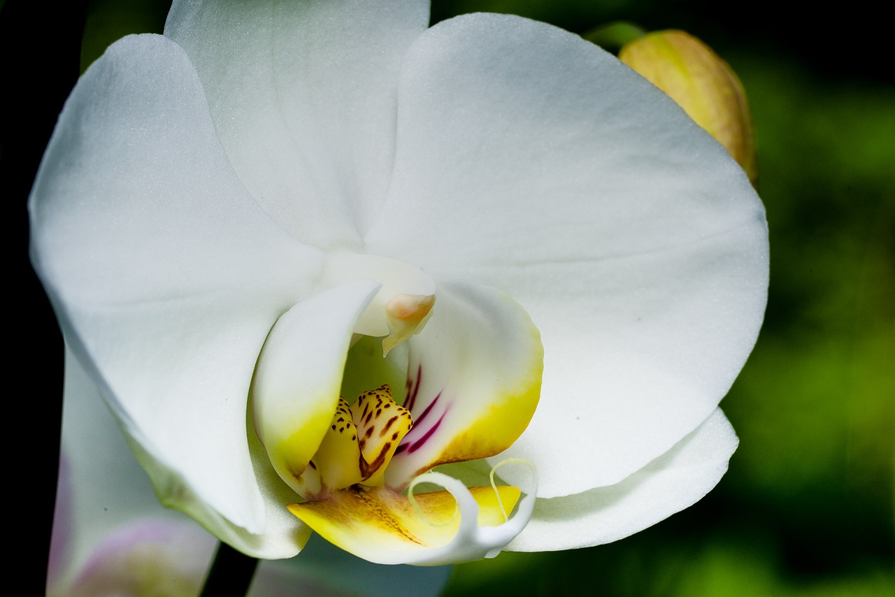 orchid macro blossom free photo