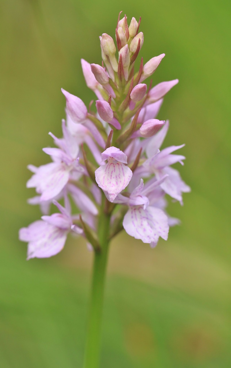 orchid wild orchid wild orchid species free photo