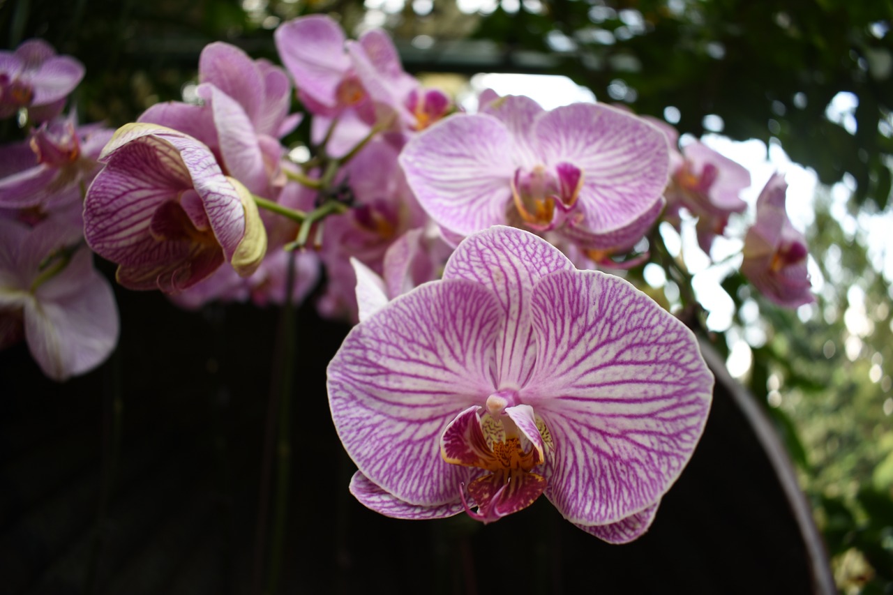orchid flower pink free photo