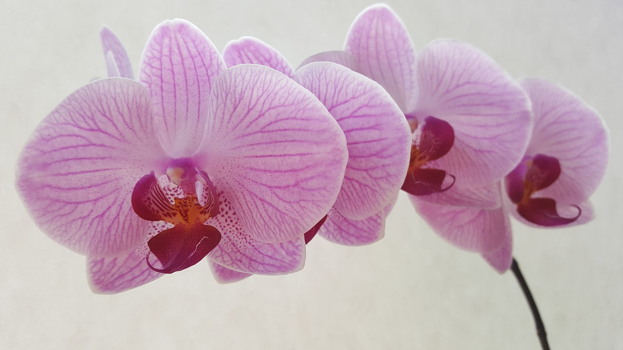 orchid phalaenopsis flower free photo