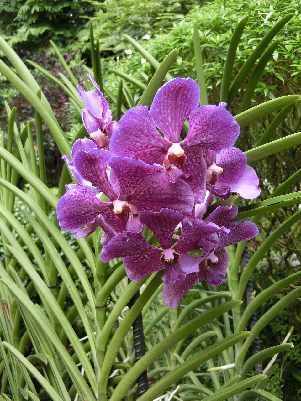 Orchid,flower,singapore Orchid Garden,tropical,free Pictures   Free