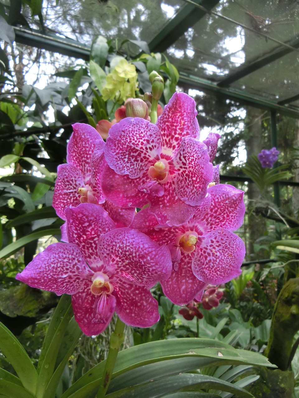 orchid flower singapore orchid garden free photo