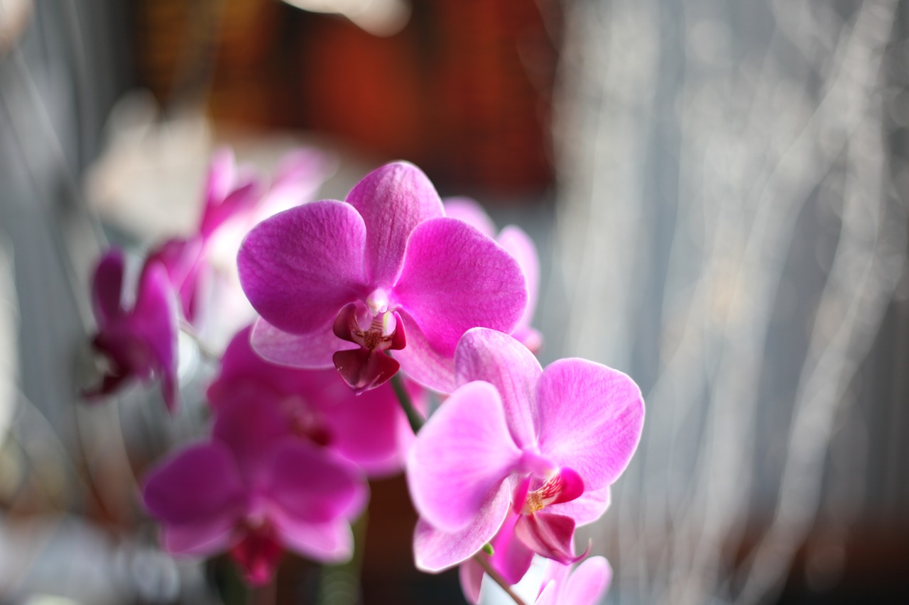 orchid pink flower free photo