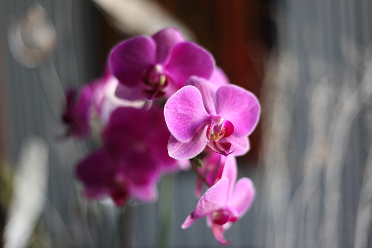 orchid pink flower free photo