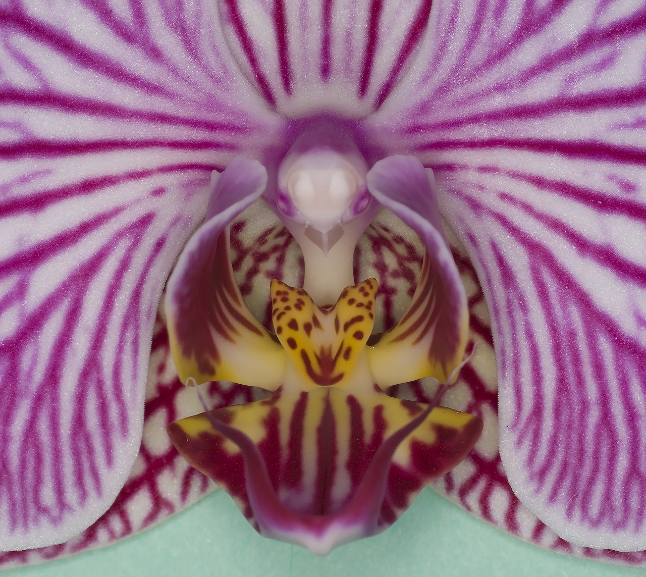 orchid houseplant blossom free photo