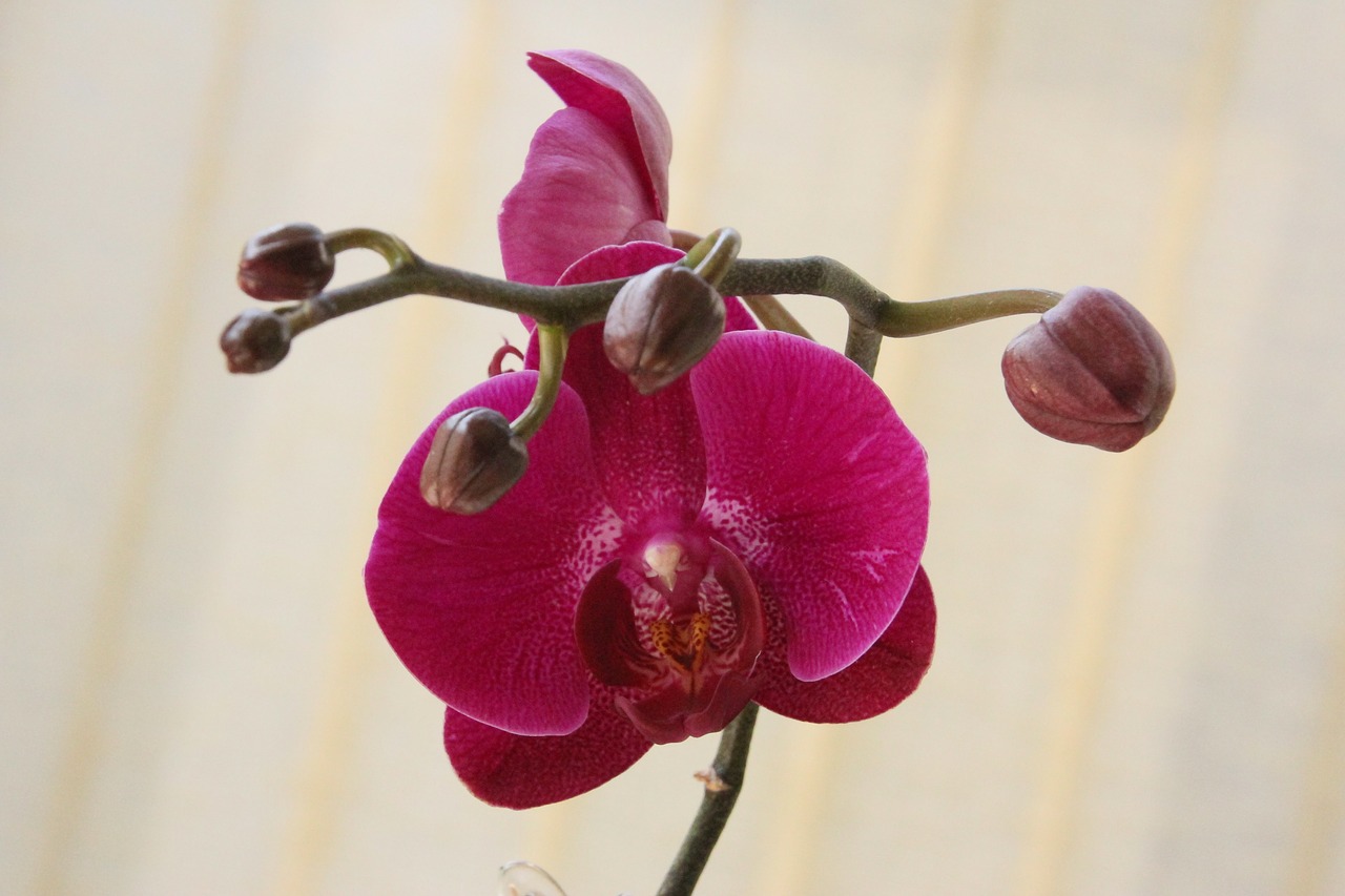 orchid red blossom free photo