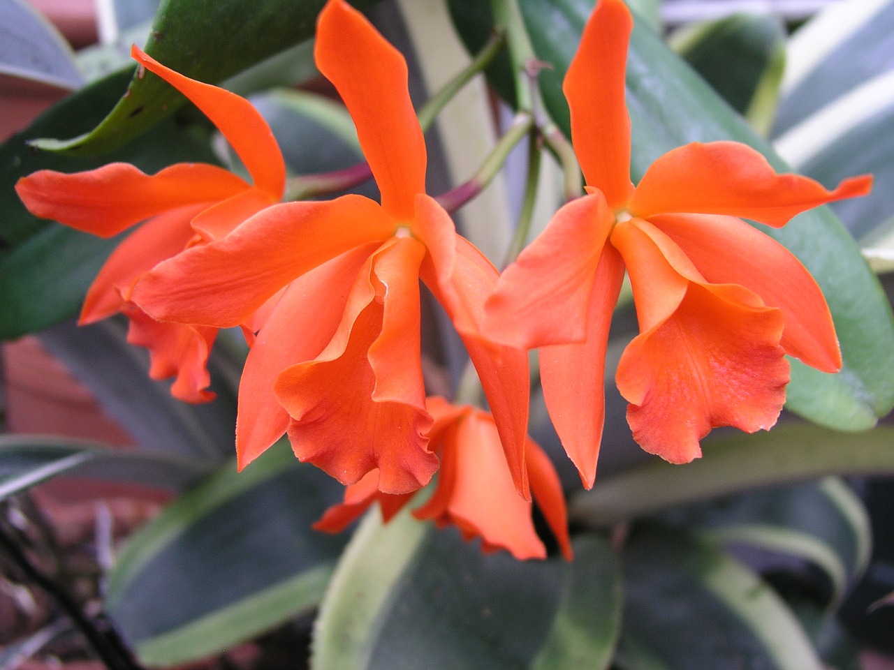 orchid flower orange free photo