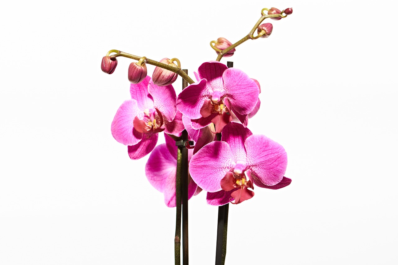 orchid flower blossom free photo