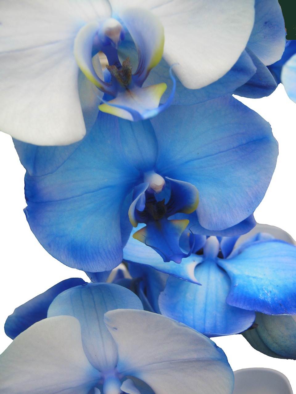 orchid blue light blue free photo