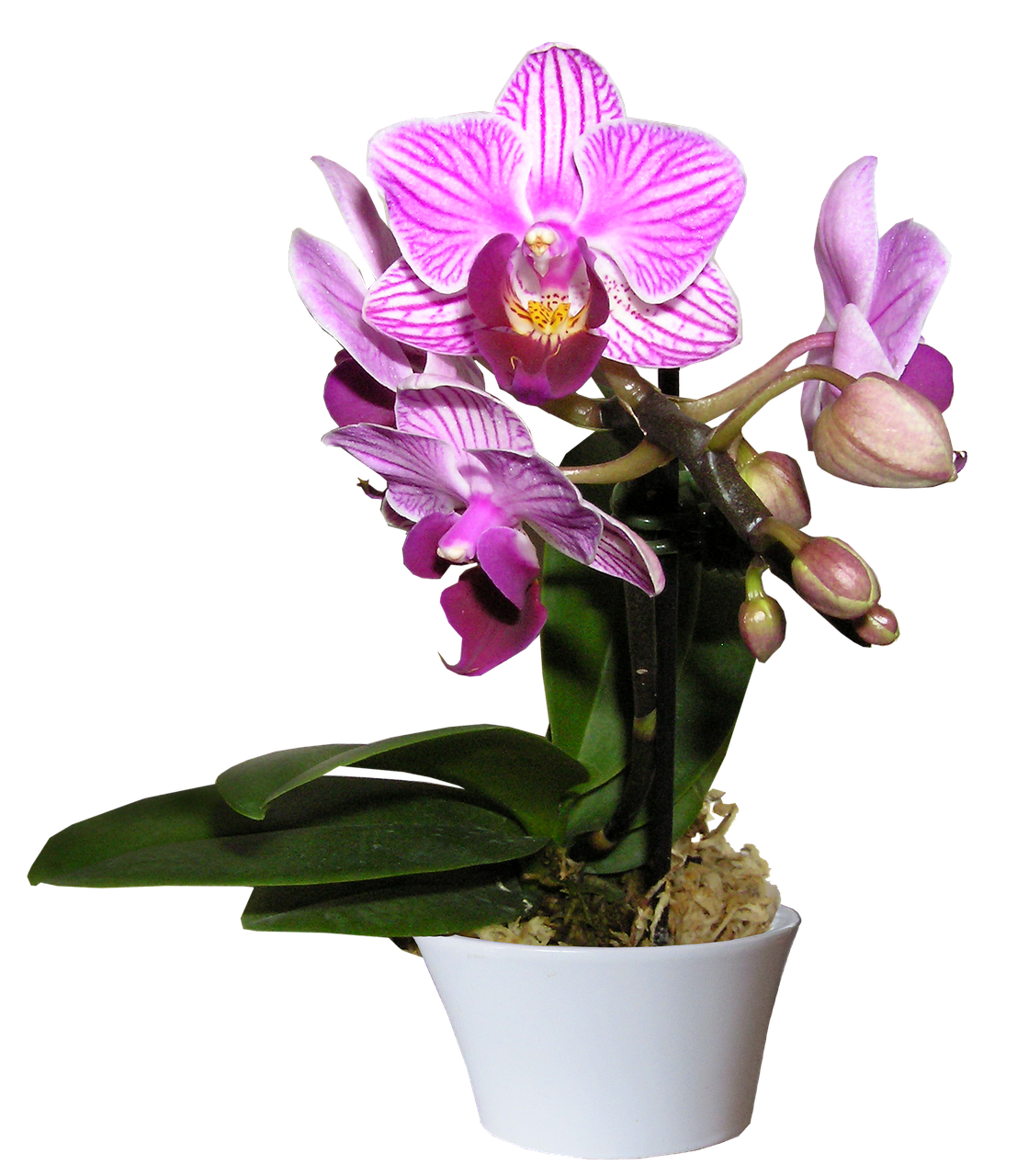 orchid pot cut free photo