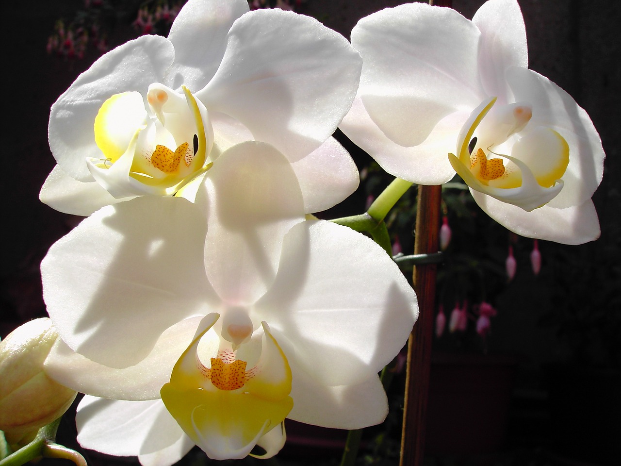 orchid flower orchids free photo