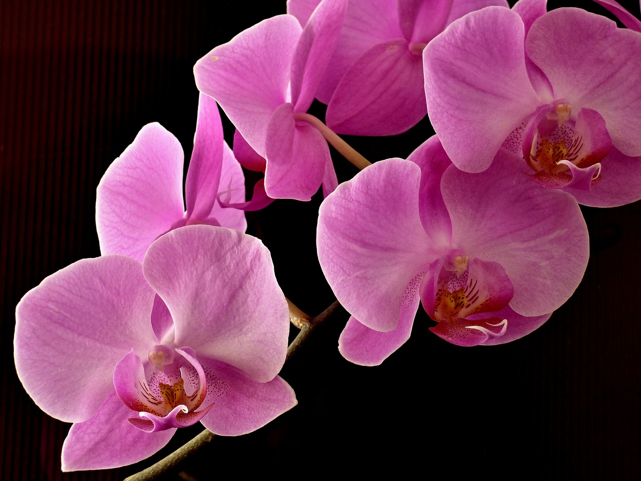 orchid plant flower free photo