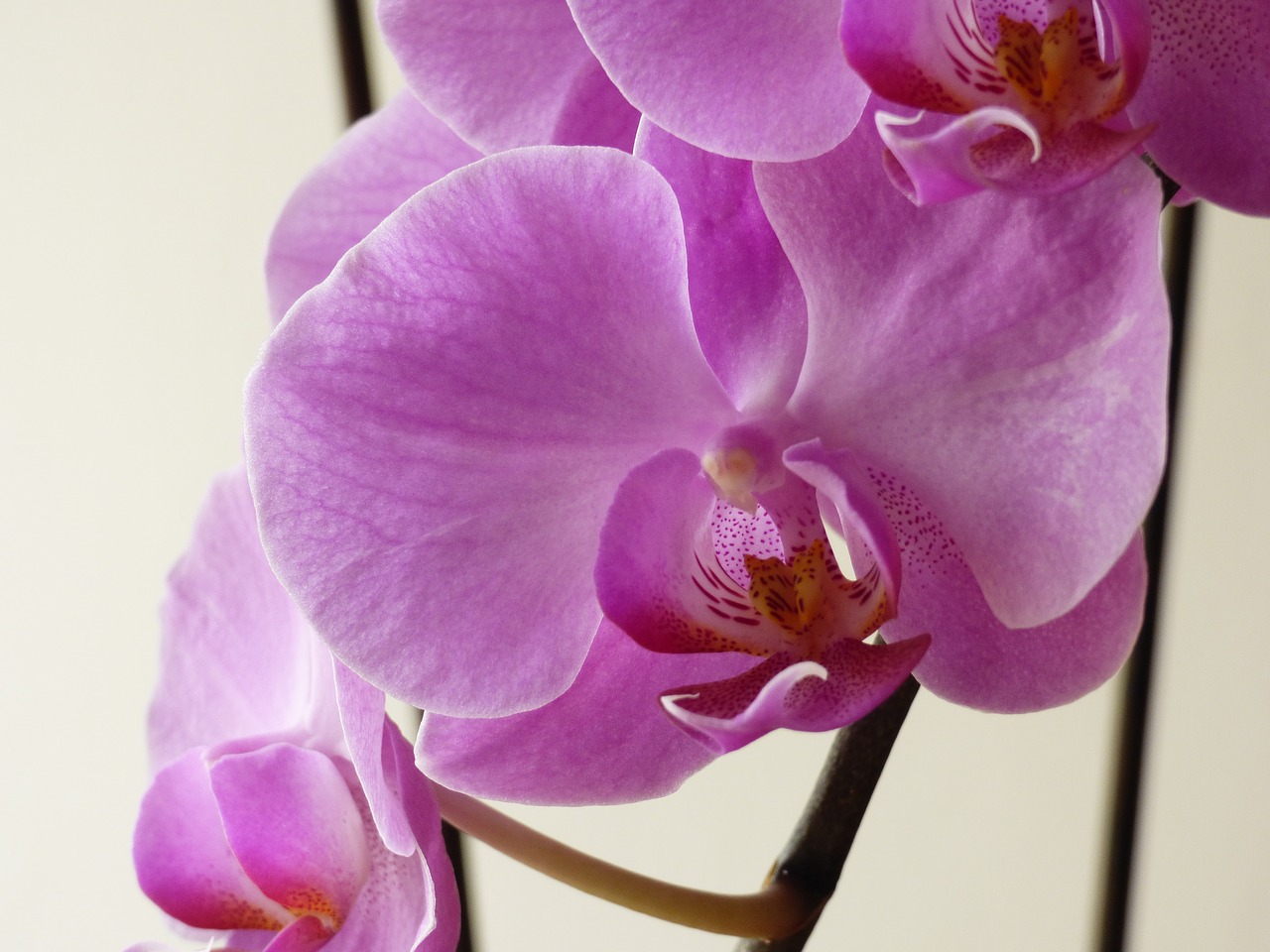 orchid flower pink free photo