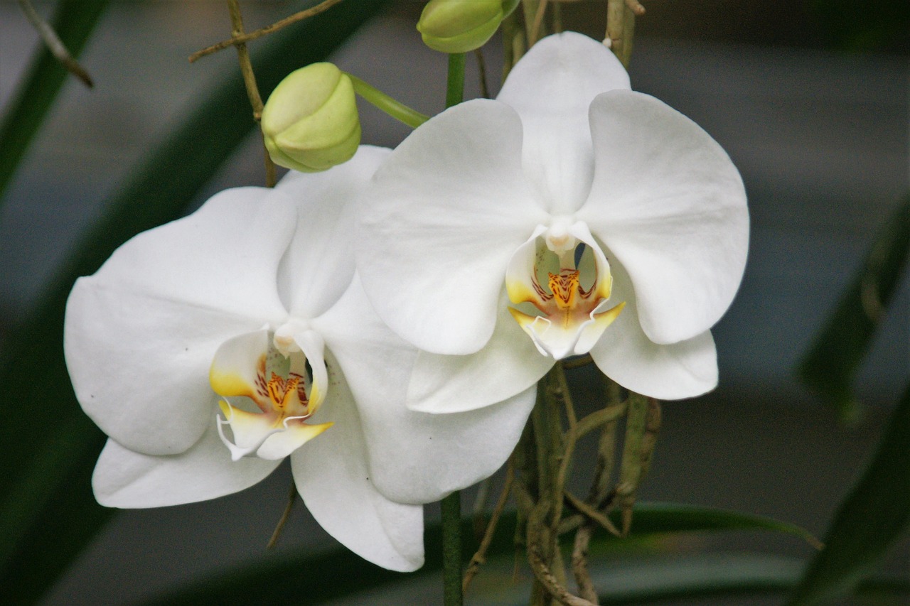 orchid white flowers free photo