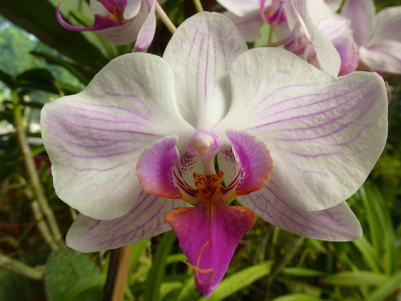 orchid plant flower free photo