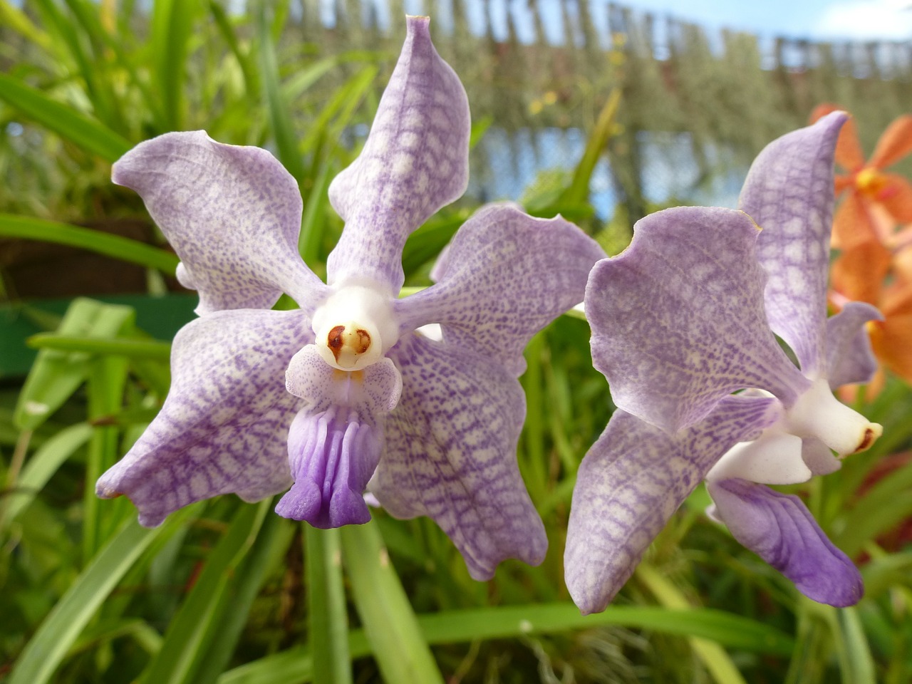 orchid purple plant free photo