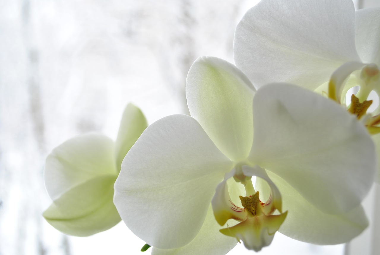 orchid tenderness freshness free photo