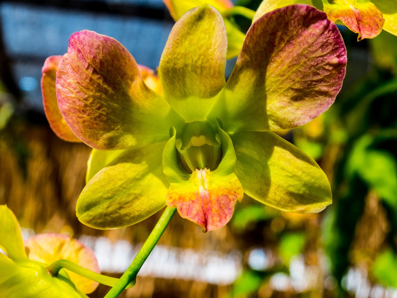 orchid flower blossom free photo