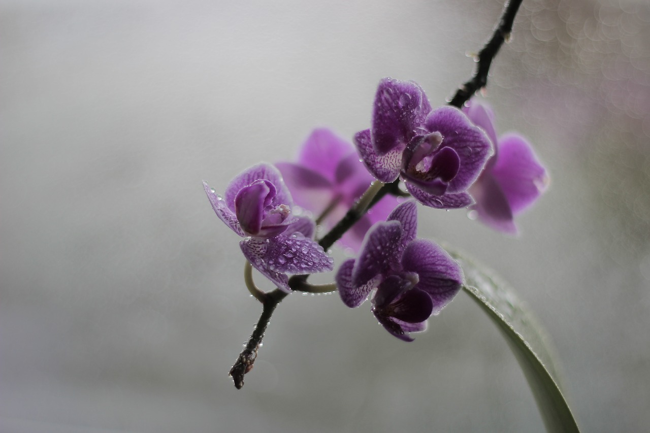 orchid blossom bloom free photo