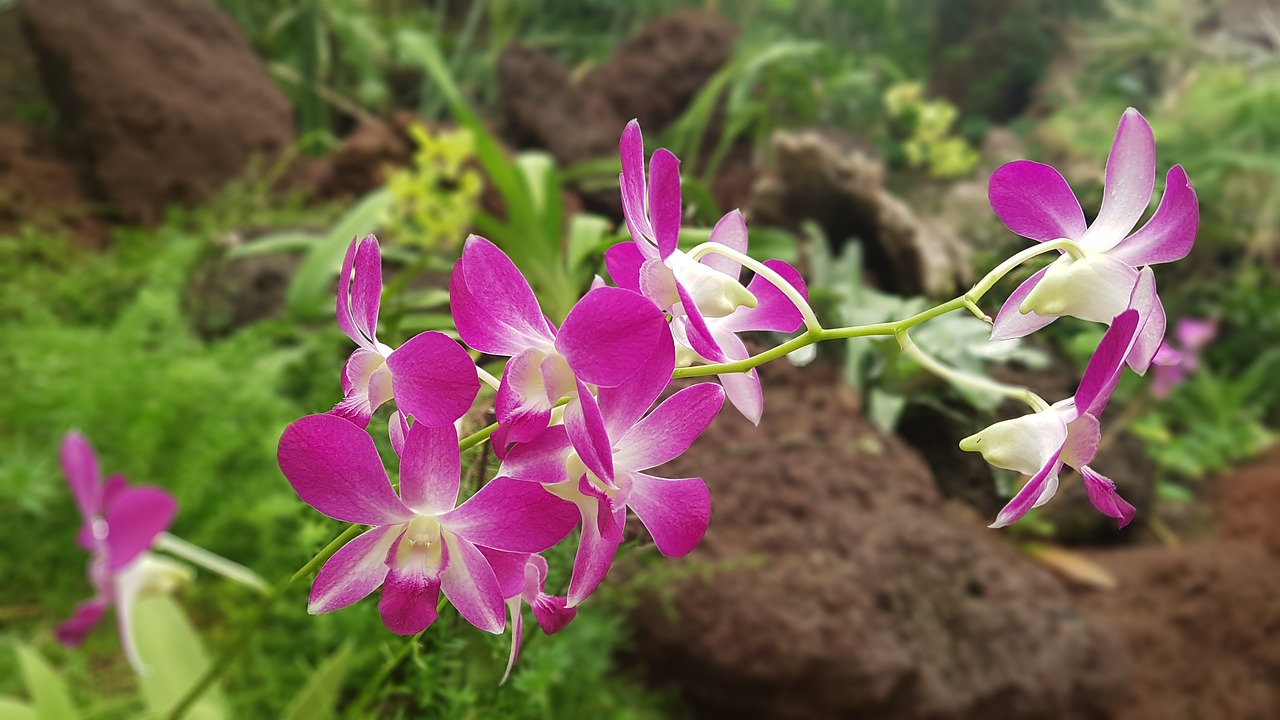 orchid plant flowers free photo