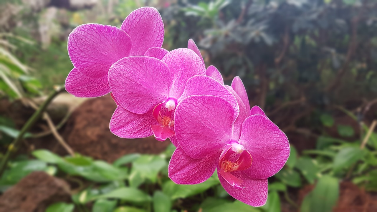 orchid plant flowers free photo