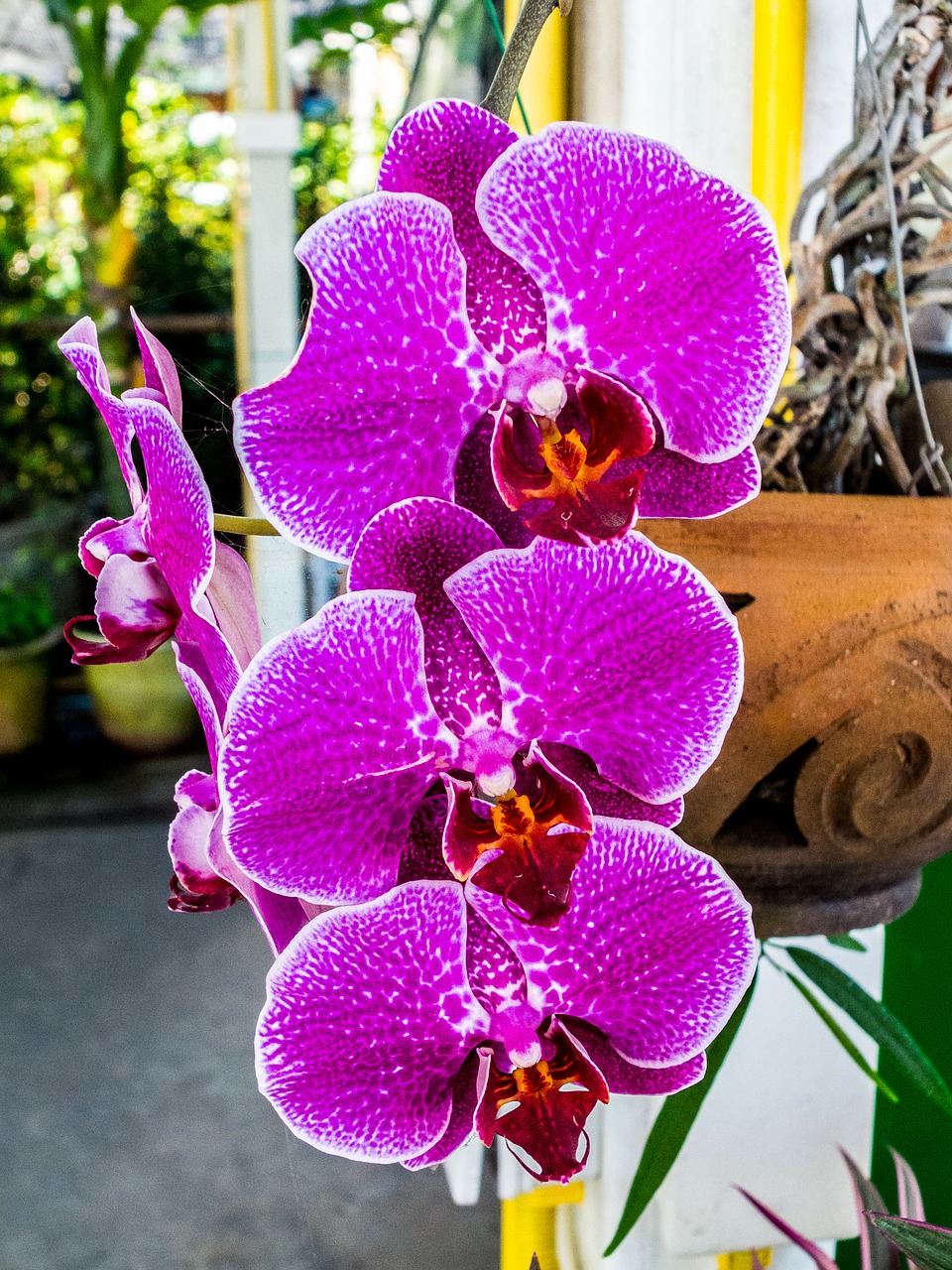 orchid flower blossom free photo