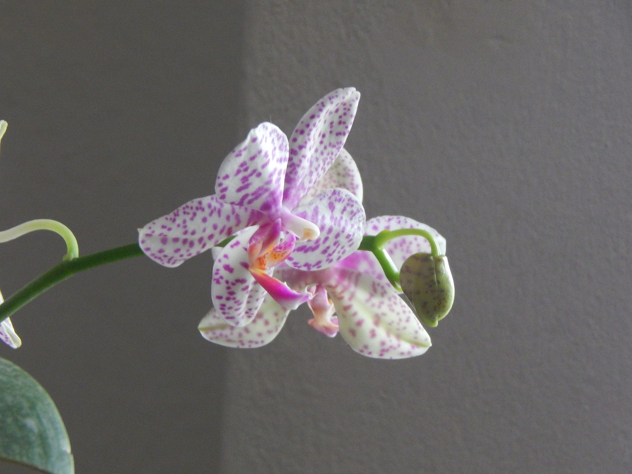 orchid grain spotted free photo