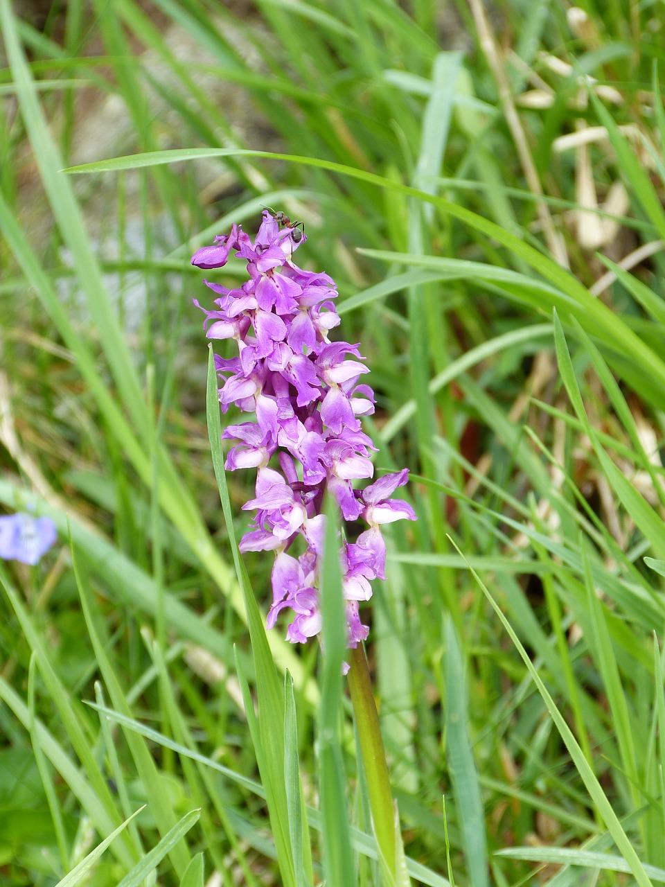 orchid pyramid alps free photo