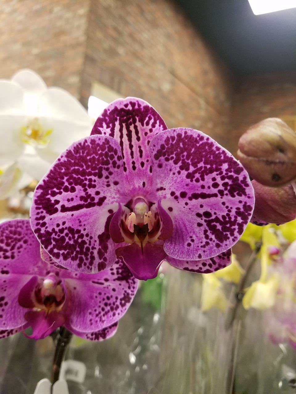 orchid purple flower purple orchid free photo