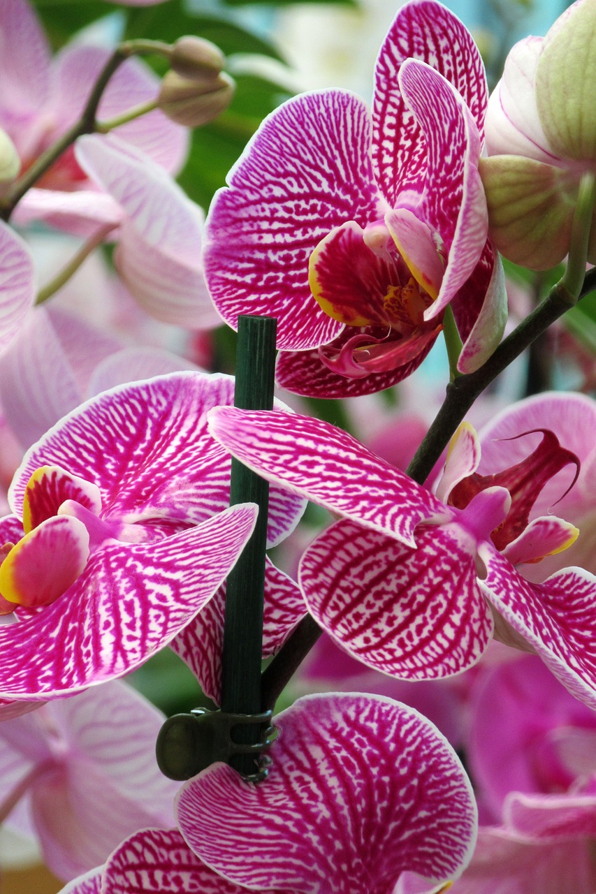 orchid flower close up free photo