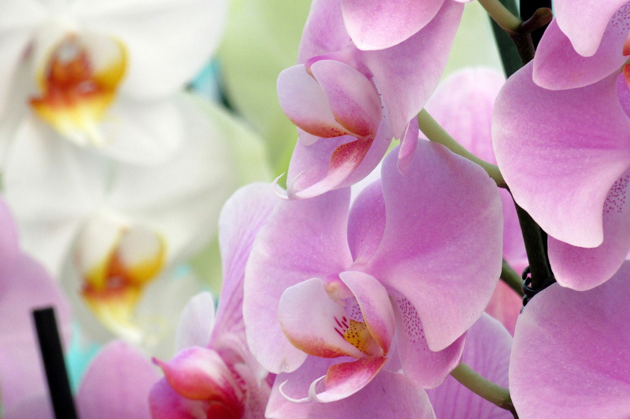 orchid flower close up free photo