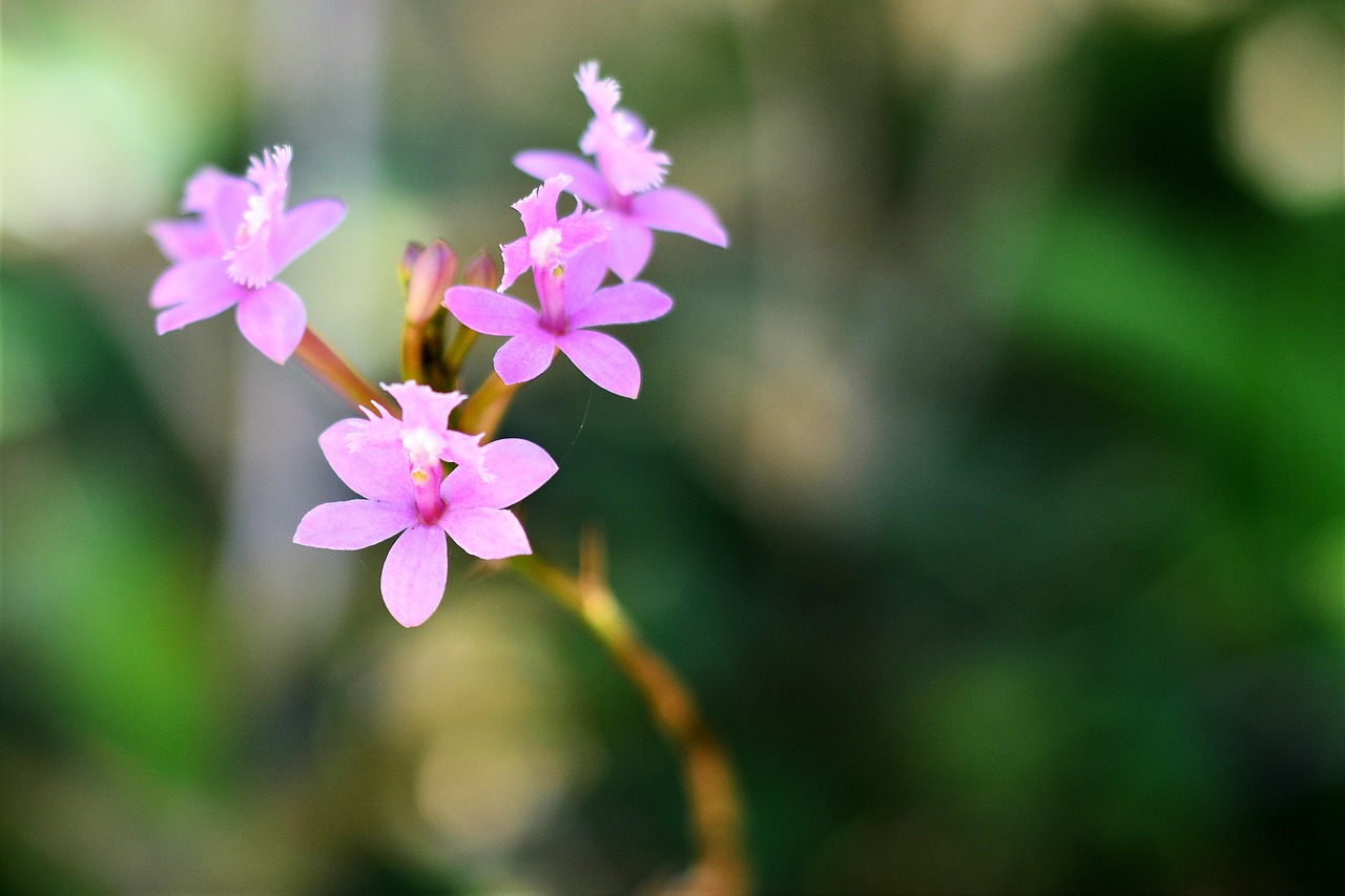 orchid flowers plant free photo