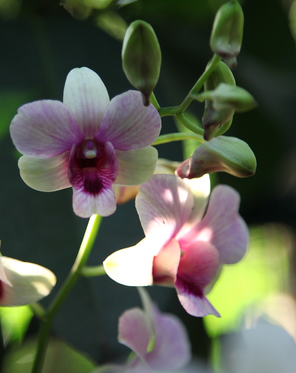 orchid flower blossom free photo