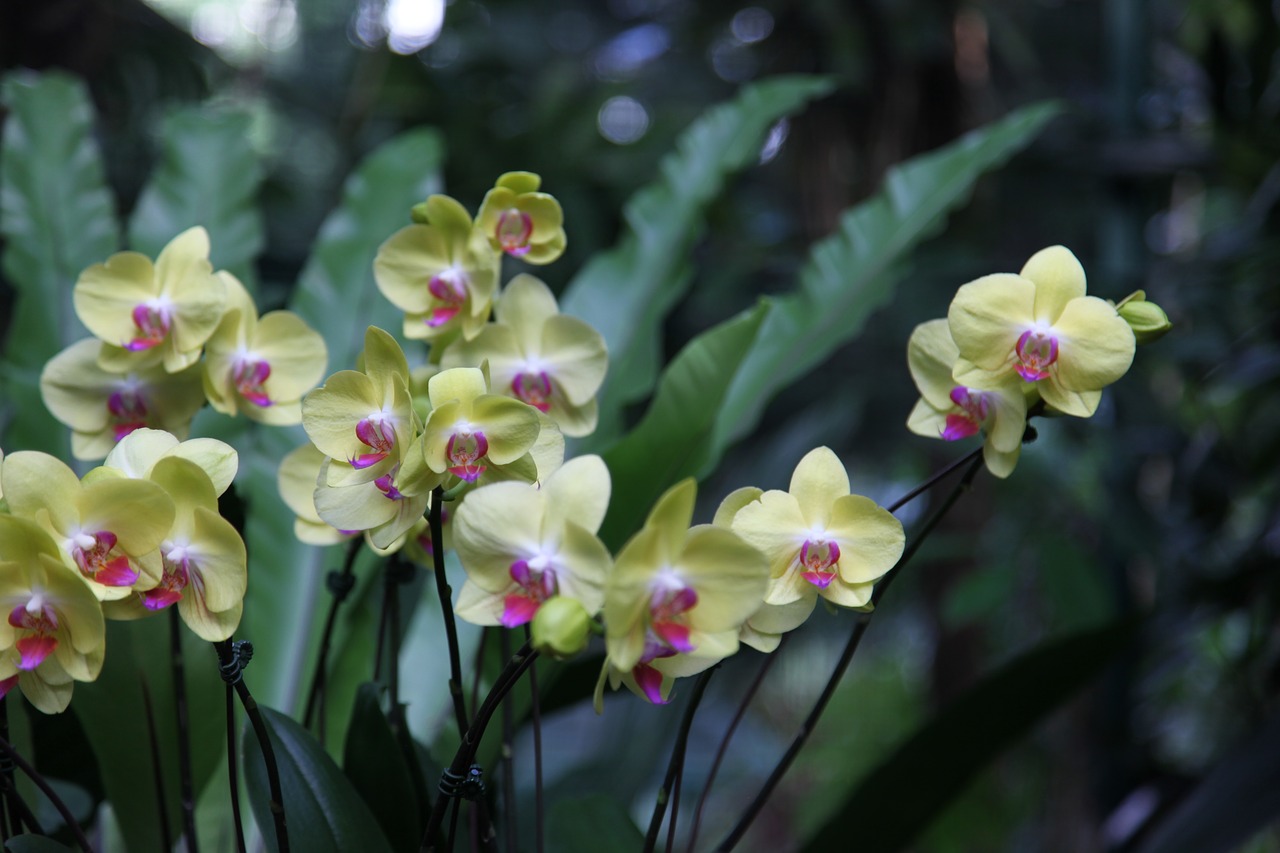 orchid flower blossom free photo