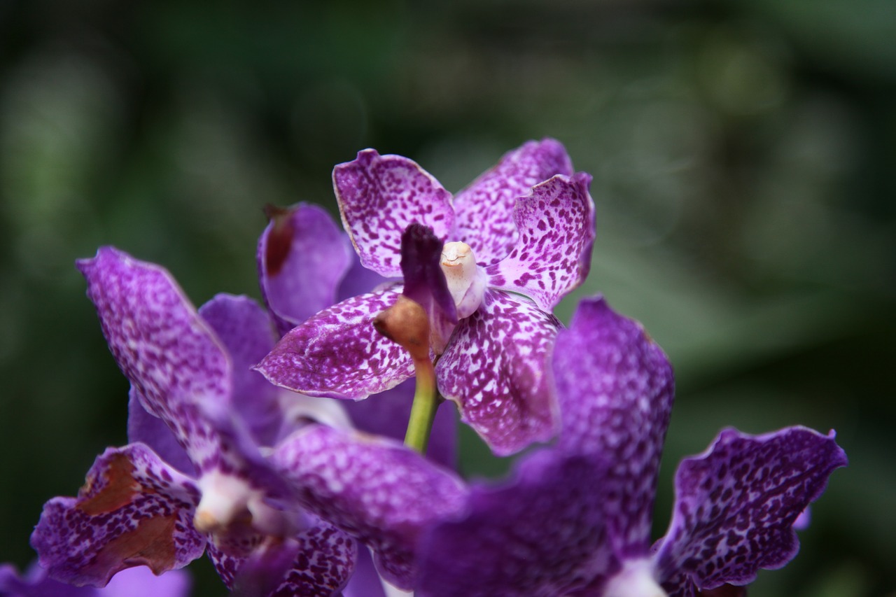 orchid flower blossom free photo