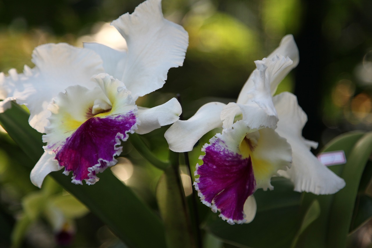 orchid flower blossom free photo