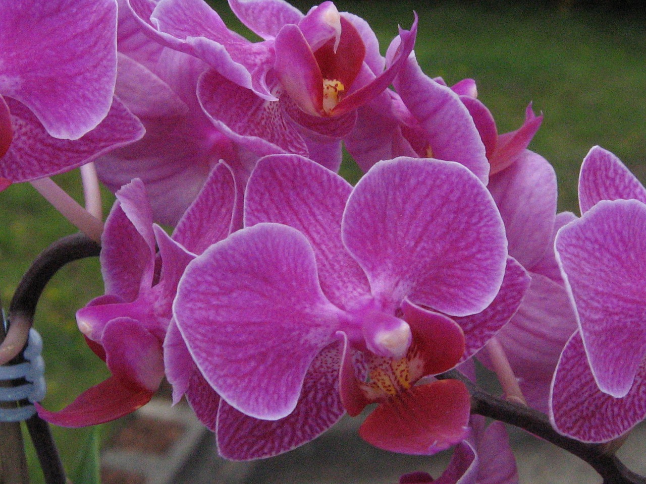 orchid pink houseplant free photo