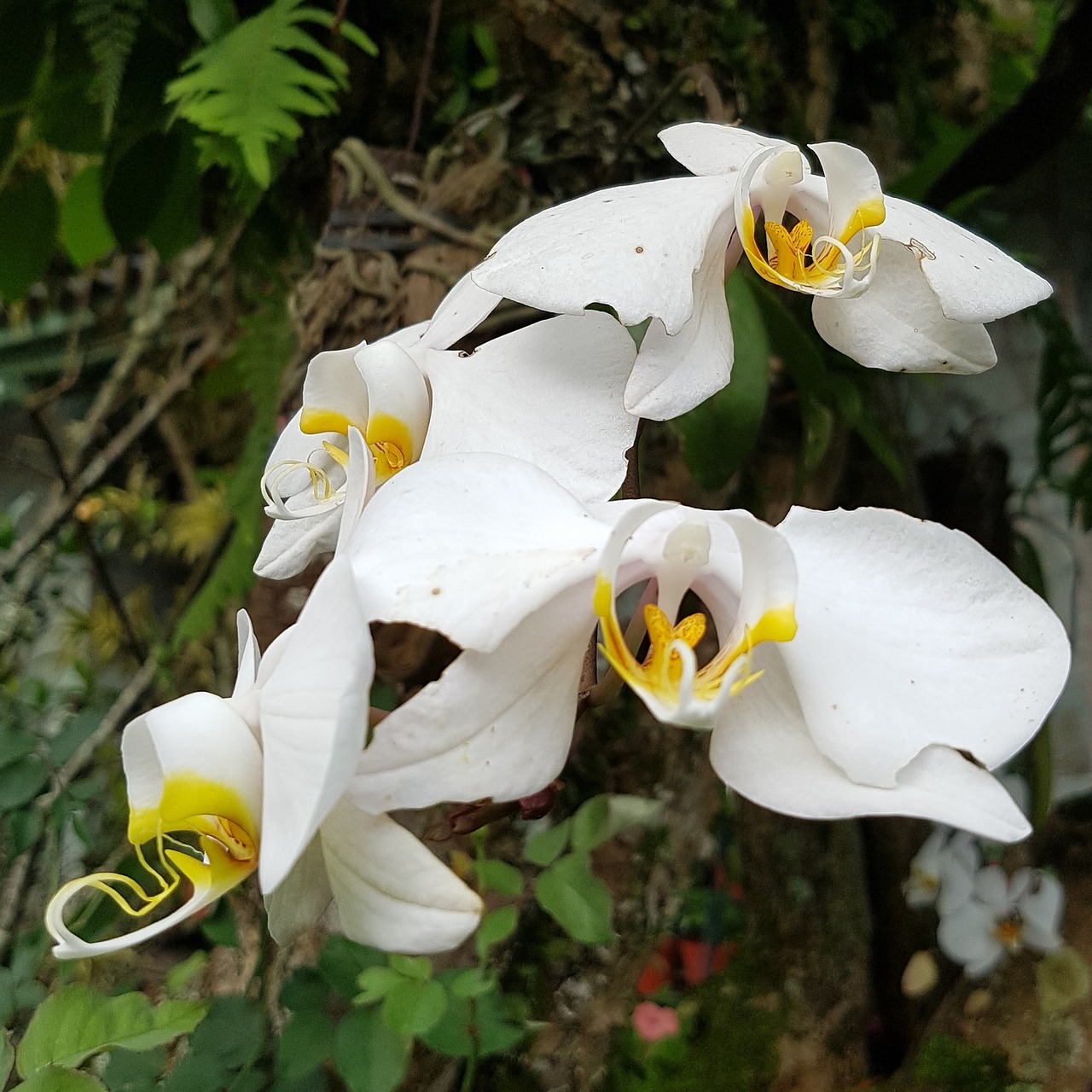 orchid white flower free photo