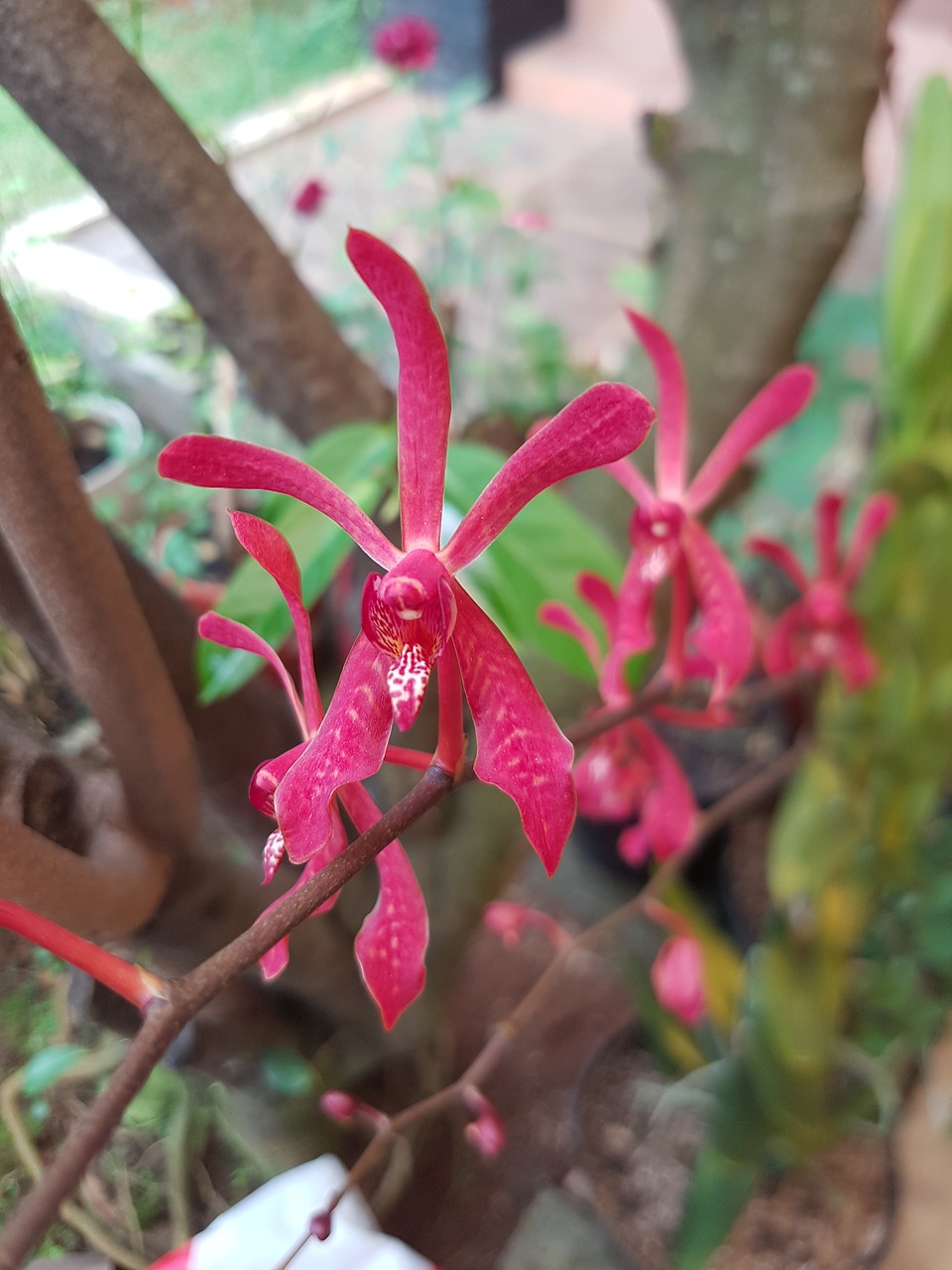 orchid red exotic free photo
