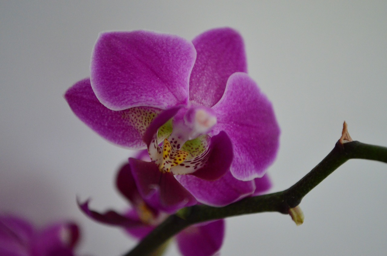orchid houseplant flower free photo