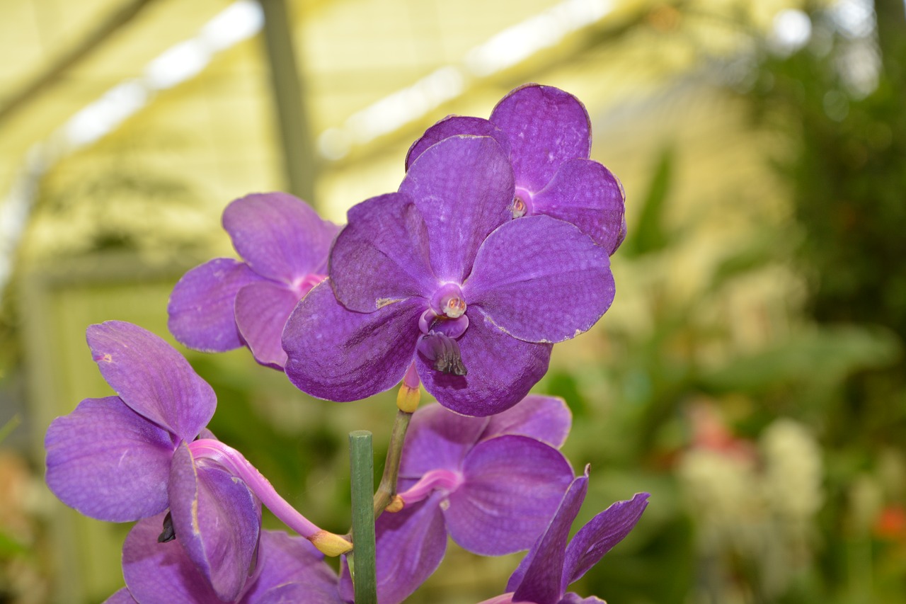 orchid purple flowers decoration free photo