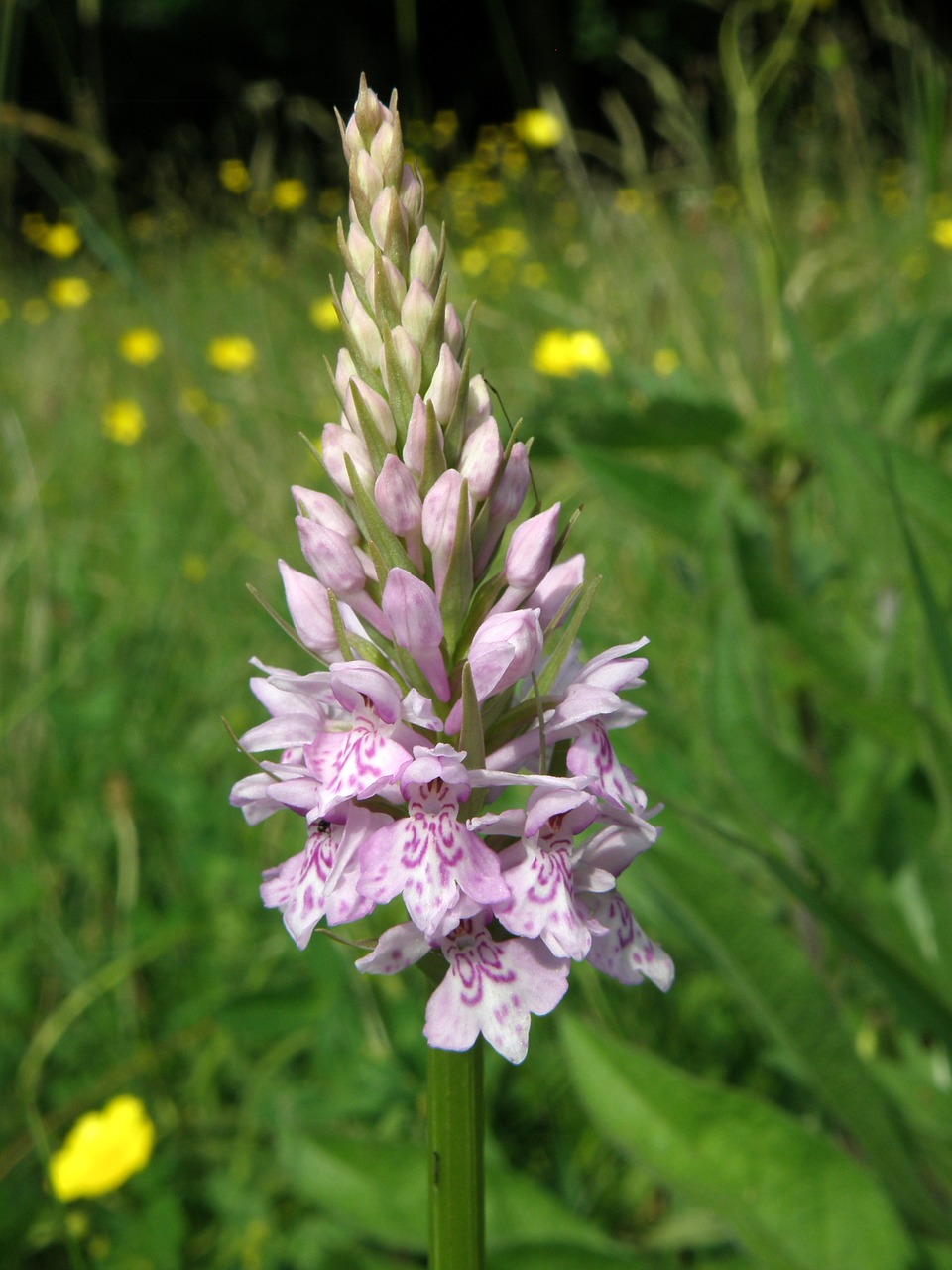 orchid nature flower free photo