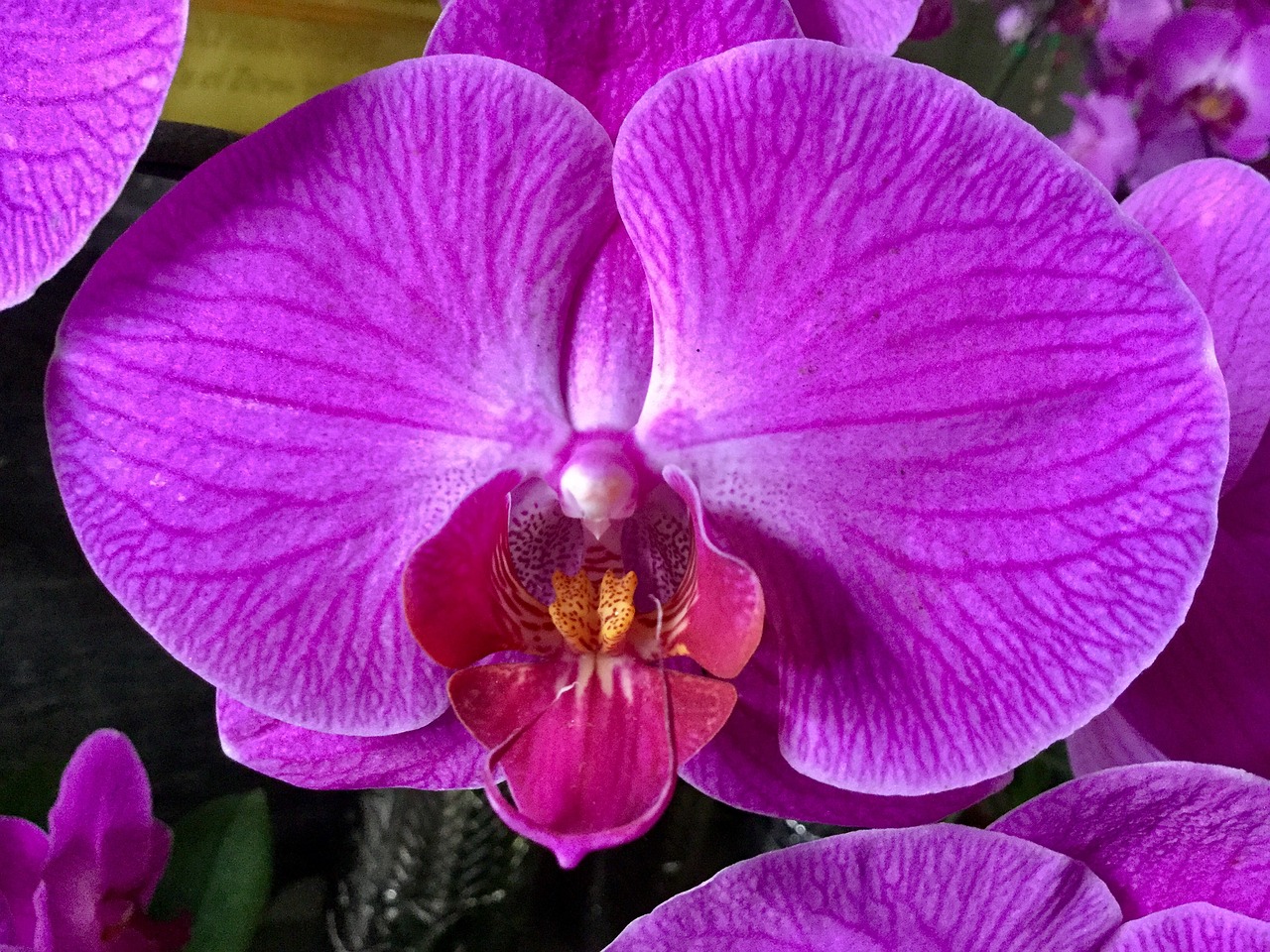 orchid summer beautiful live free photo