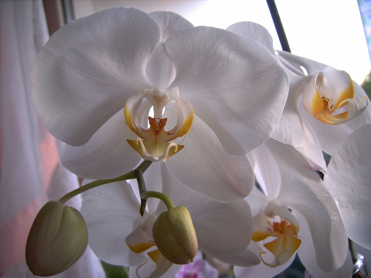 orchid blossom bloom free photo