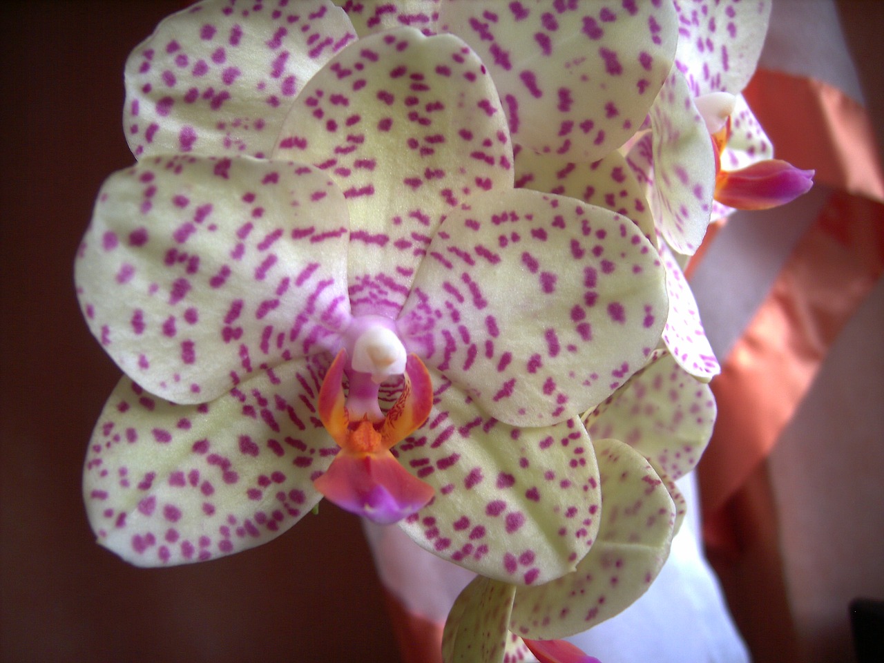 orchid blossom bloom free photo